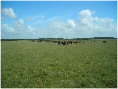 Campo en venta